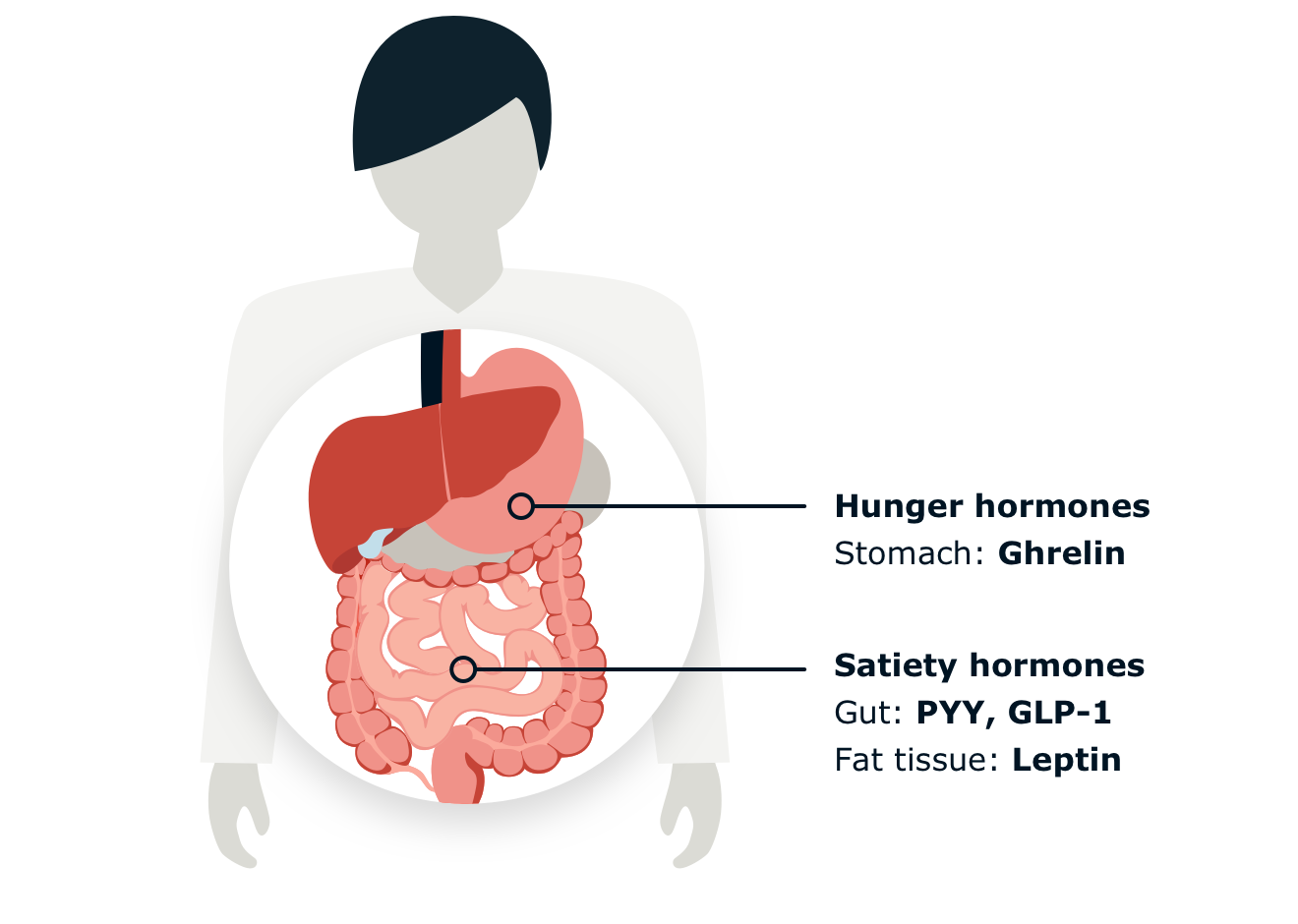 Infographic displaying the location of hunger and satiety hormones.